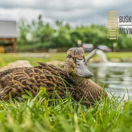 Penzion Buskovsky Mlyn 1580 3*